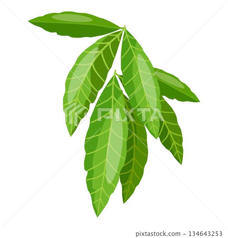 Fruit leaves icon cartoon vector. Summer leaf 134643253