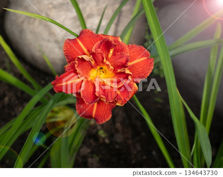 Close up of a vibrant orange daylily flower in a garden. Nature photography for botanical studies and seasonal garden design. Spring and summer bloom. Close up of a vibrant orange daylily flower in a garden. Nature photography for botanical studies and seasonal garden design. Spring and summer bloom. 134643730