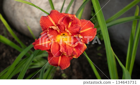 Close up of a vibrant orange daylily flower in a garden. Nature photography for botanical studies and seasonal garden design. Spring and summer bloom. Close up of a vibrant orange daylily flower in a garden. Nature photography for botanical studies and seasonal garden design. Spring and summer bloom. 134643731