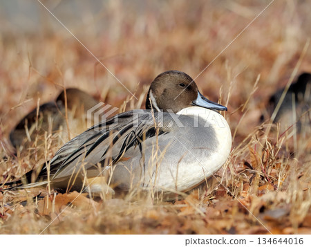 Pintail Pintail 134644016