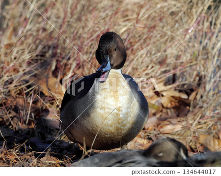 Pintail Pintail 134644017
