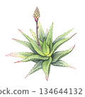 Aloe plant with unopened bud. Hand-painted watercolor illustration of aloe vera bush. Succulent with a developing flower bud. Ideal for botanical design and cosmetic packaging 134644132