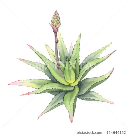 Aloe plant with unopened bud. Hand-painted watercolor illustration of aloe vera bush. Succulent with a developing flower bud. Ideal for botanical design and cosmetic packaging Aloe plant with unopened bud. Hand-painted watercolor illustration of aloe vera bush. Succulent with a developing flower bud. Ideal for botanical design and cosmetic packaging 134644132