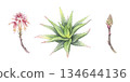 Watercolor aloe set: bush, flowering and budging stem. Hand-drawn illustration of fresh succulent. Separate design elements. Perfect for cosmetic packaging and botanical art 134644136