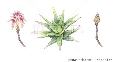 Watercolor aloe set: bush, flowering and budging stem. Hand-drawn illustration of fresh succulent. Separate design elements. Perfect for cosmetic packaging and botanical art 134644136