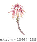 Blooming aloe stalk with pink-red flowers. Hand-painted watercolor botanical illustration. Perfect as a separate design element for floral art and cosmetic design 134644138