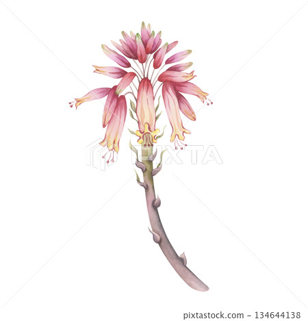 Blooming aloe stalk with pink-red flowers. Hand-painted watercolor botanical illustration. Perfect as a separate design element for floral art and cosmetic design Blooming aloe stalk with pink-red flowers. Hand-painted watercolor botanical illustration. Perfect as a separate design element for floral art and cosmetic design 134644138