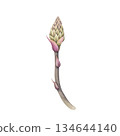 Watercolor Aloe stalk with unopened bud. Hand-drawn delicate illustration with a developing bud. Perfect as a separate design element for herbal products and natural branding 134644140