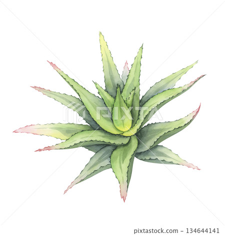 Aloe vera plant in watercolor, Hand-drawn botanical illustration. Beautiful vibrant succulent bush with rich green leaves. Natural element for health, wellness, skincare, eco and modern floral design Aloe vera plant in watercolor, Hand-drawn botanical illustration. Beautiful vibrant succulent bush with rich green leaves. Natural element for health, wellness, skincare, eco and modern floral design 134644141