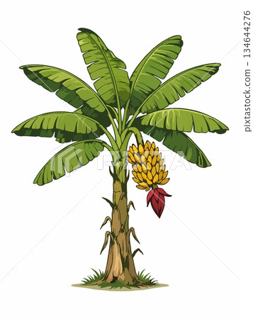 Banana tree cartoon illustration Banana tree cartoon illustration 134644276