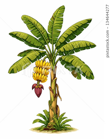 Banana tree cartoon illustration 134644277