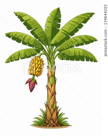Banana tree cartoon illustration Banana tree cartoon illustration 134644283