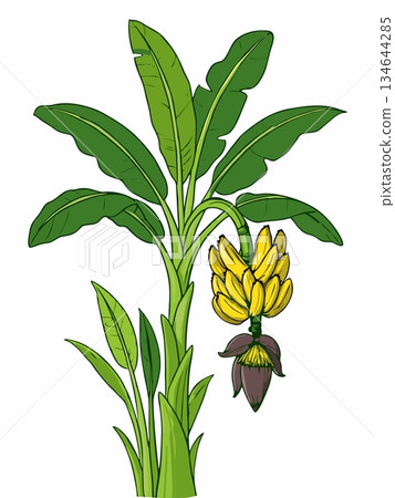 Banana tree cartoon illustration 134644285