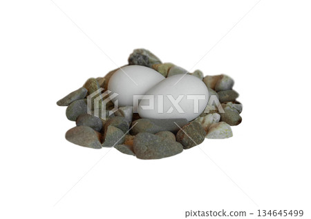 nest of humboldt penguin isolated on white background nest of humboldt penguin isolated on white background 134645499