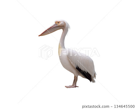 Pelican isolated on white background 134645500