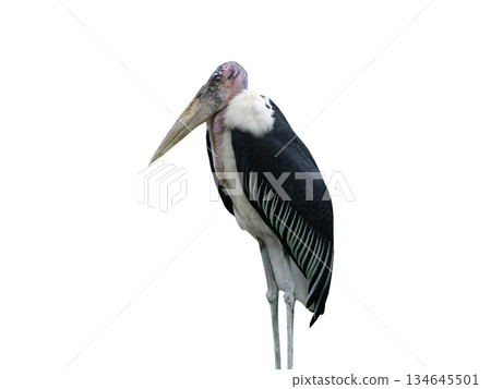 African marabout isolated on white background African marabout isolated on white background 134645501