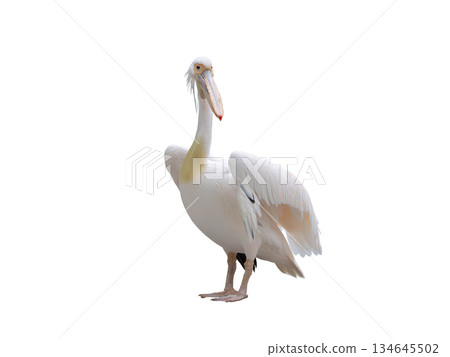 Pelican isolated on white background 134645502