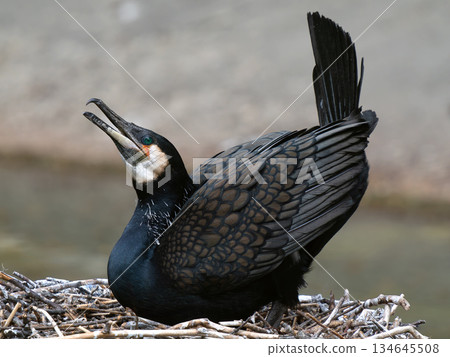 cormorant sitting on nest in blurry background 134645508