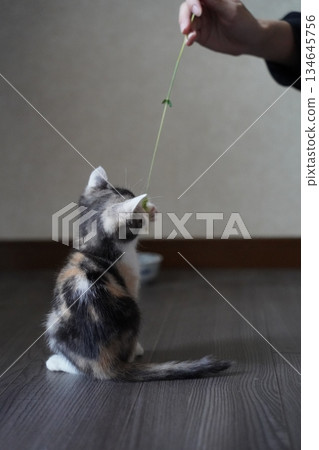Kitten playing with a cat toy 134645756