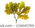 Oak branch on a white background 134645760