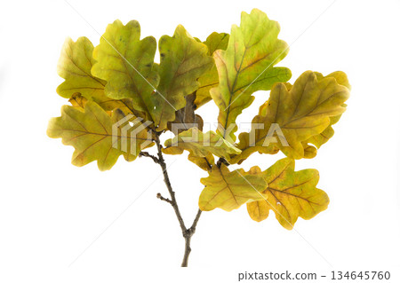 Oak branch on a white background 134645760