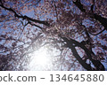 陽光透過櫻花的縫隙灑下來 134645880