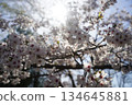 陽光灑在櫻花樹上 134645881