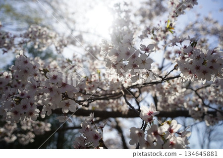 陽光灑在櫻花樹上 134645881