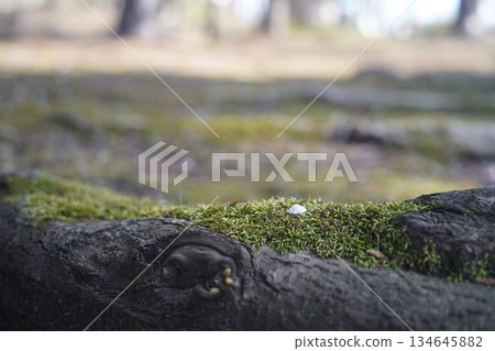 花瓣飄落在地上 134645882