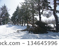 針葉樹與雪 134645996