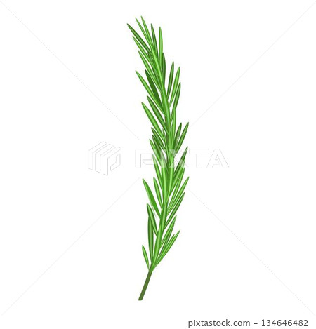 Fresh rosemary herb isolated on white Fresh rosemary herb isolated on white 134646482