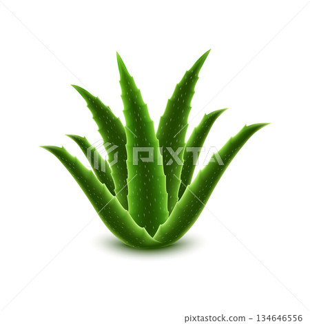 Aloe vera icon, realistic style 134646556
