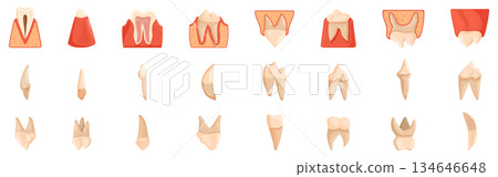 Dog teeth anatomy icon set. Different types and stages of tooth decay and damage, showing gums and roots 134646648