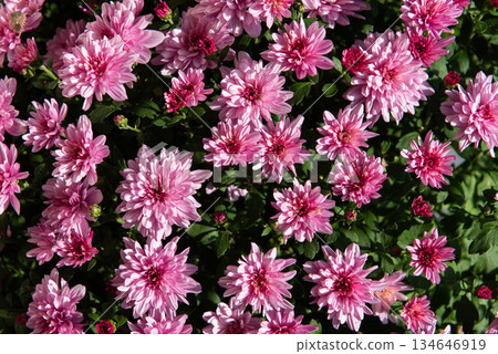 Chrysanthemum in autumn.Beautiful pink chrysanthemum as background Chrysanthemum in autumn.Beautiful pink chrysanthemum as background 134646919