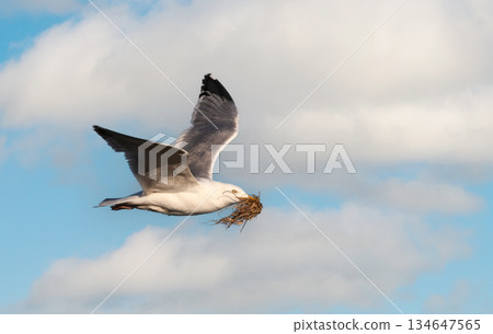 Herring Gull seabird flying with nesting material in beak against cloudy sky Herring Gull seabird flying with nesting material in beak against cloudy sky 134647565