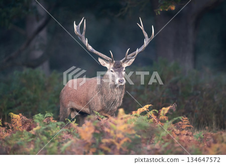 Red deer stag standing in green ferns in autumn 134647572