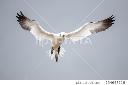 Northern Gannet seabird in flight wings wide spread against grey sky 134647616