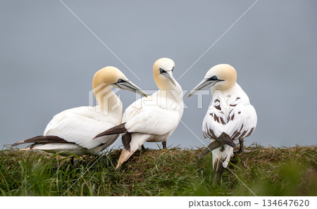 Group of three Northern Gannets perched on grassy cliff edge against blue sky 134647620