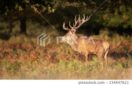 Red deer stag standing in ferns in autumn meadow Red deer stag standing in ferns in autumn meadow 134647621