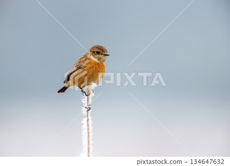 Female European Stonechat on frosty twig in winter 134647632