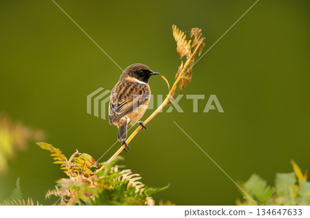 Male European Stonechat perching on green bracken fern Male European Stonechat perching on green bracken fern 134647633