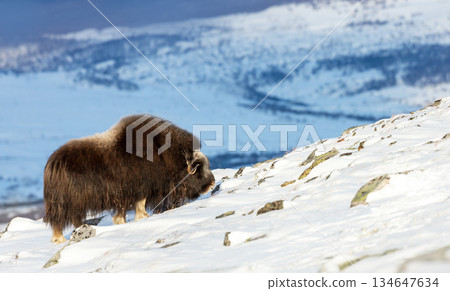 Musk ox standing in snowy winter landscape Musk ox standing in snowy winter landscape 134647634