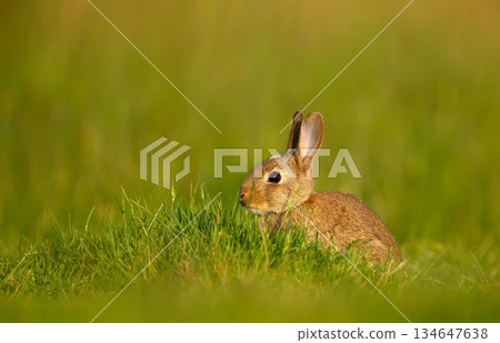 Portrait of a young wild European rabbit sitting on green grass in a meadow 134647638