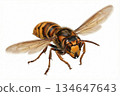 Flying Vespa simillima 134647643