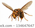 Flying Vespa simillima 134647647