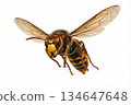 Flying Vespa simillima 134647648