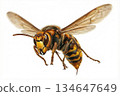 Flying Vespa simillima 134647649