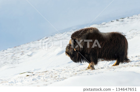 Musk ox standing in snowy winter landscape Musk ox standing in snowy winter landscape 134647651