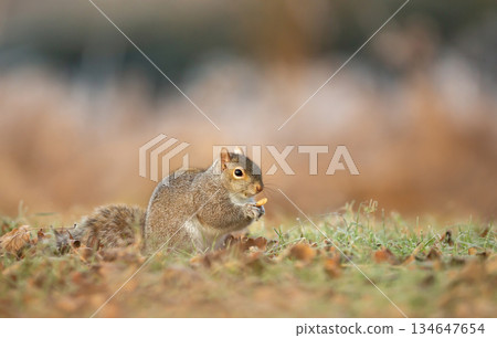 Eastern gray squirrel holding and eating seeds on grass in meadow Eastern gray squirrel holding and eating seeds on grass in meadow 134647654