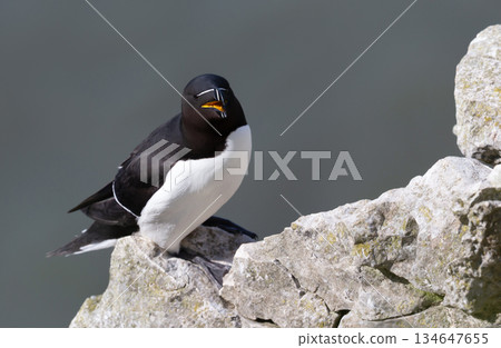 Portrait of a Razorbill perched on cliff edge by ocean Portrait of a Razorbill perched on cliff edge by ocean 134647655
